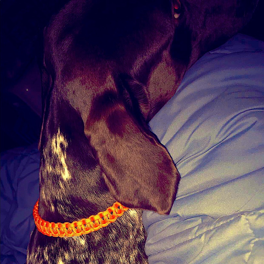 Paracord dog collar customizable